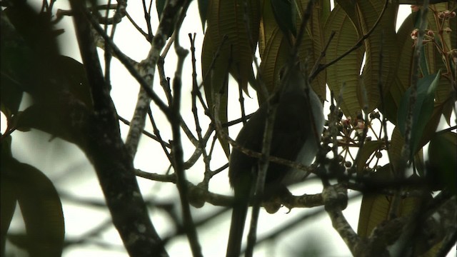 Cuban Solitaire - ML438981