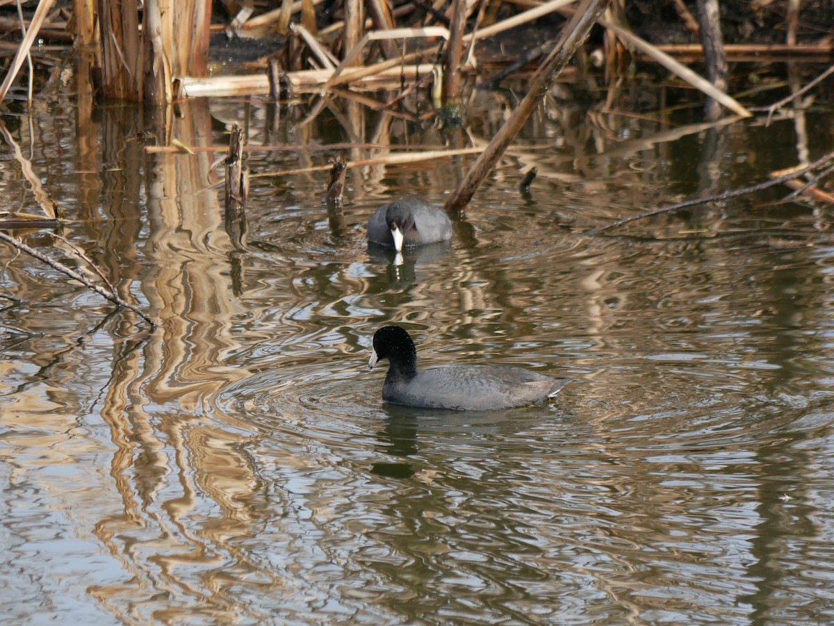 American Coot - ML438981421