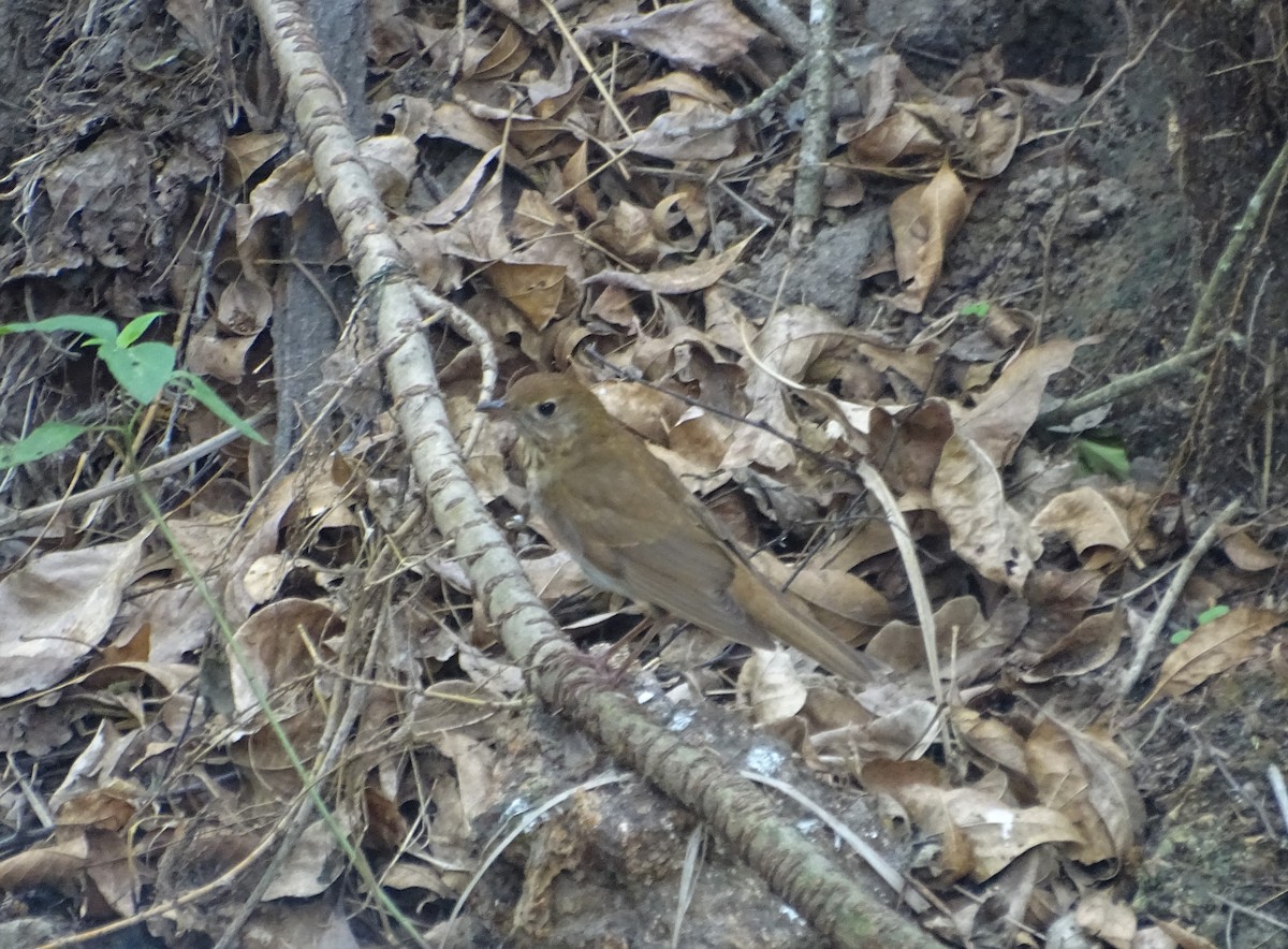 Veery - ML438983691