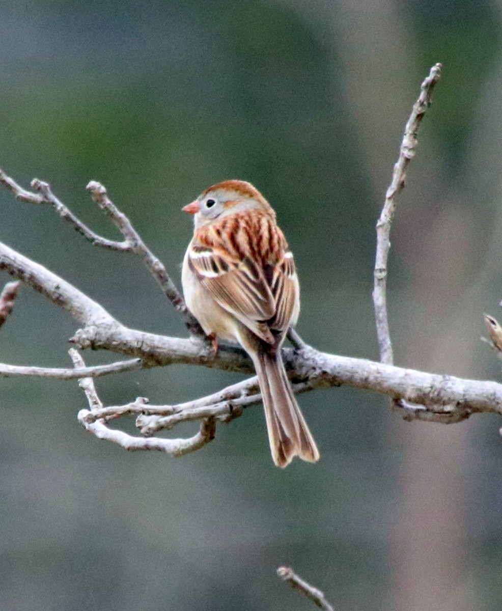 Song Sparrow - Deena Errampalli