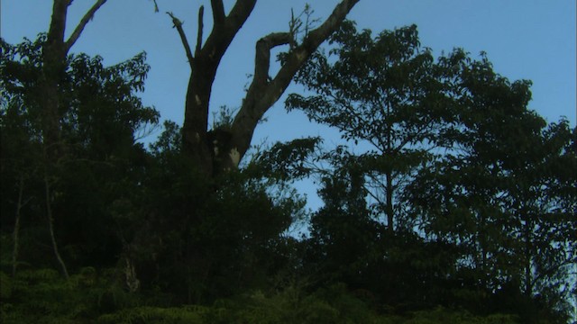 Cuban Solitaire - ML438986