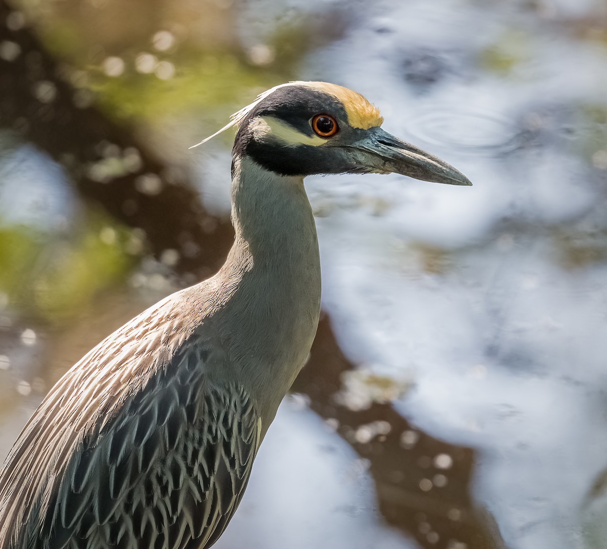 Yellow-crowned Night Heron - ML438986131