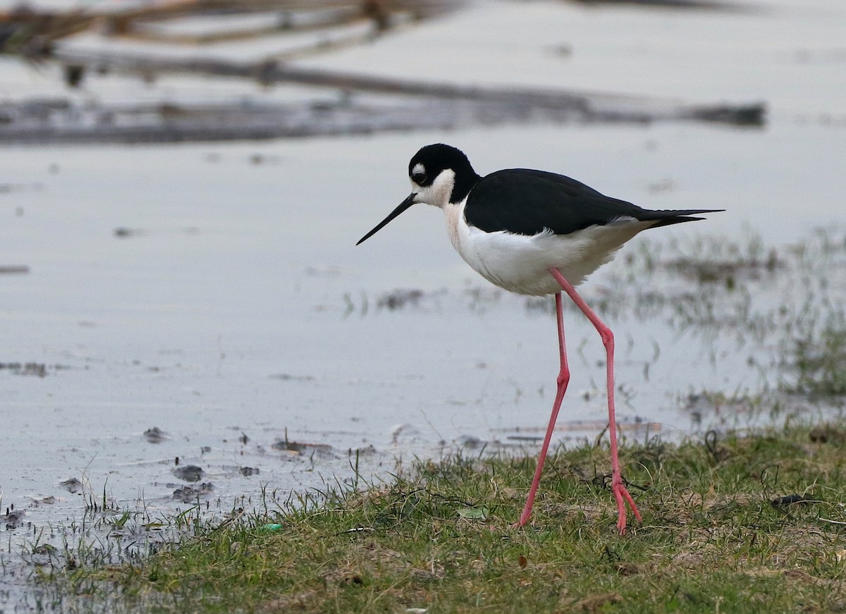 Black-necked Stilt - ML438986551