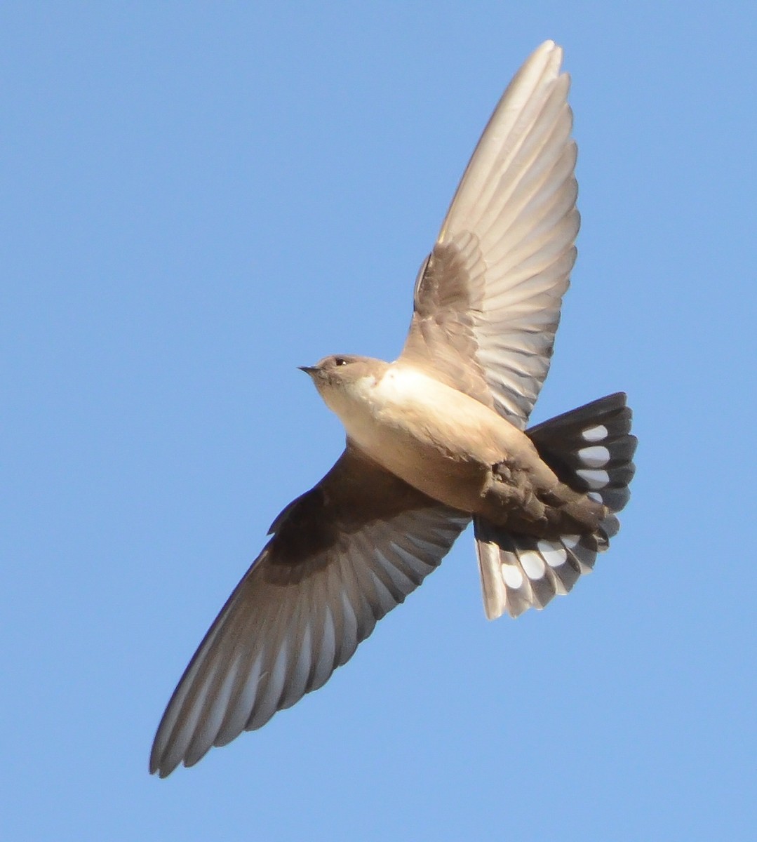 Харагчин хараацай - ML438987031