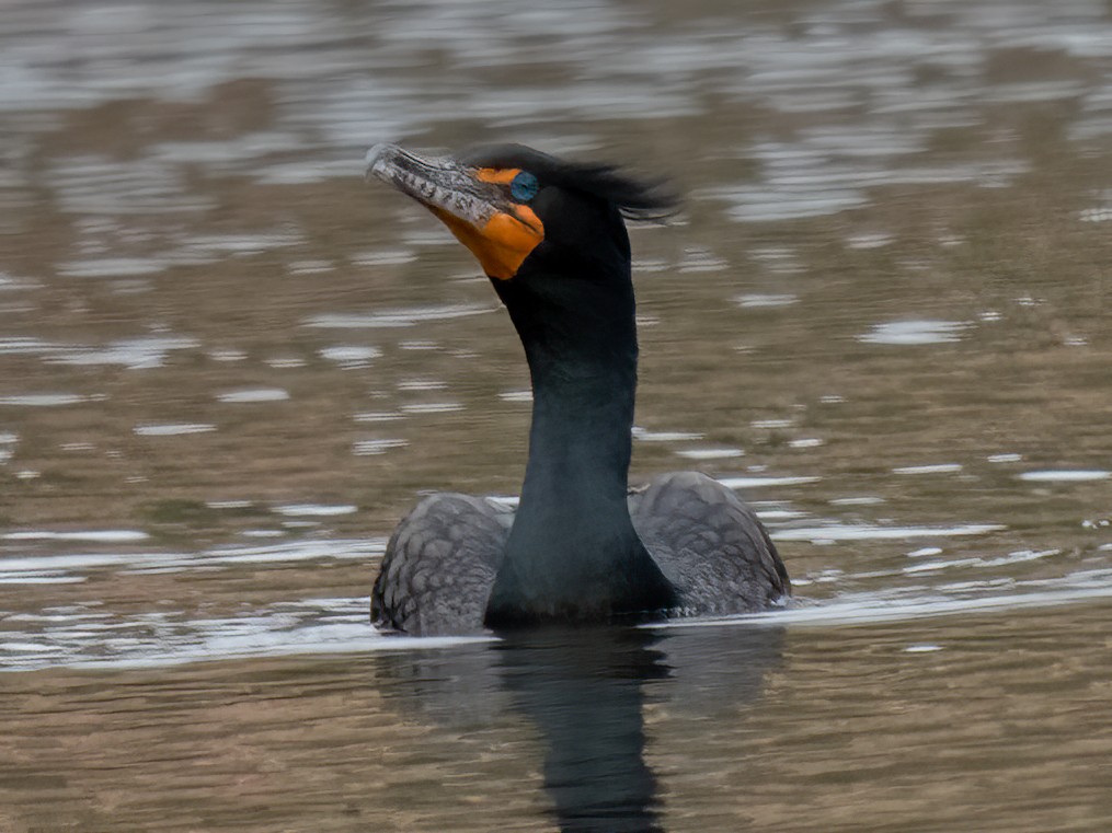 Double-crested Cormorant - ML438988661