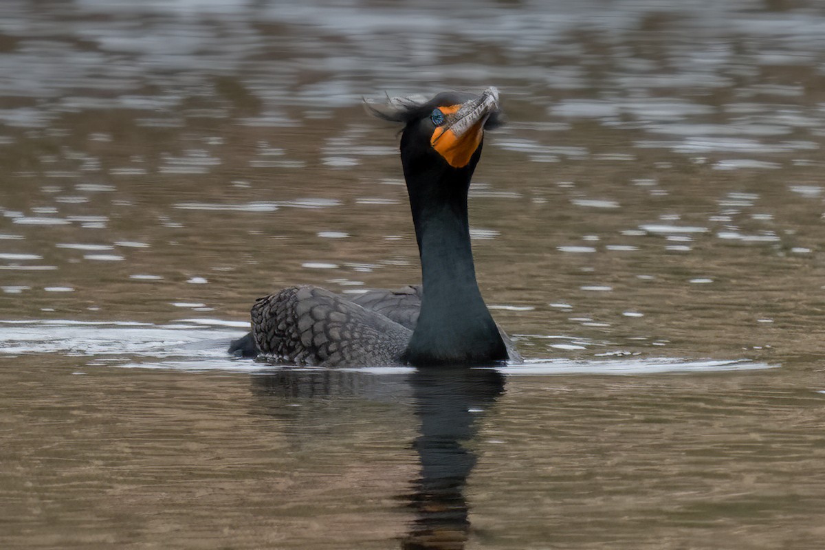 Double-crested Cormorant - ML438988671