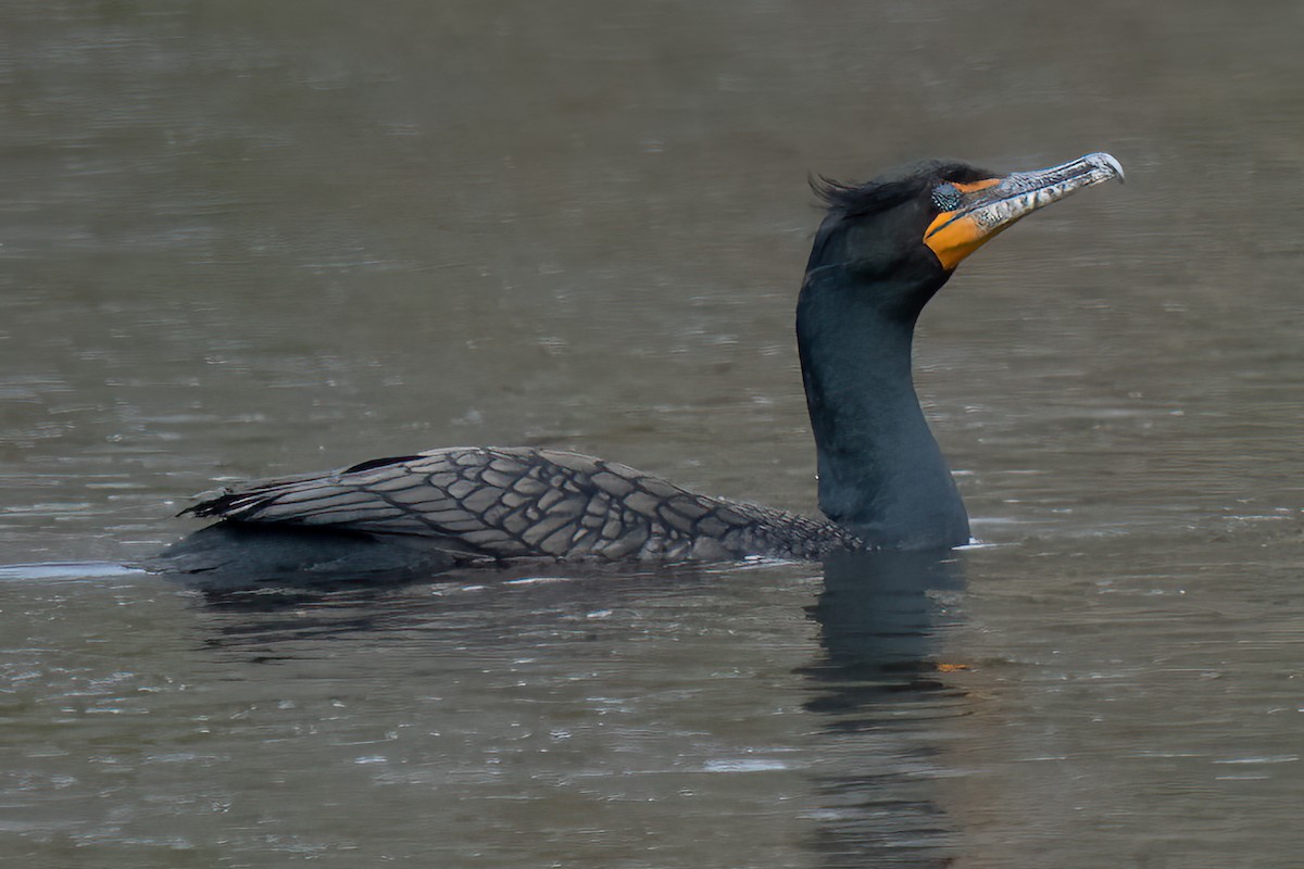 Double-crested Cormorant - ML438988691