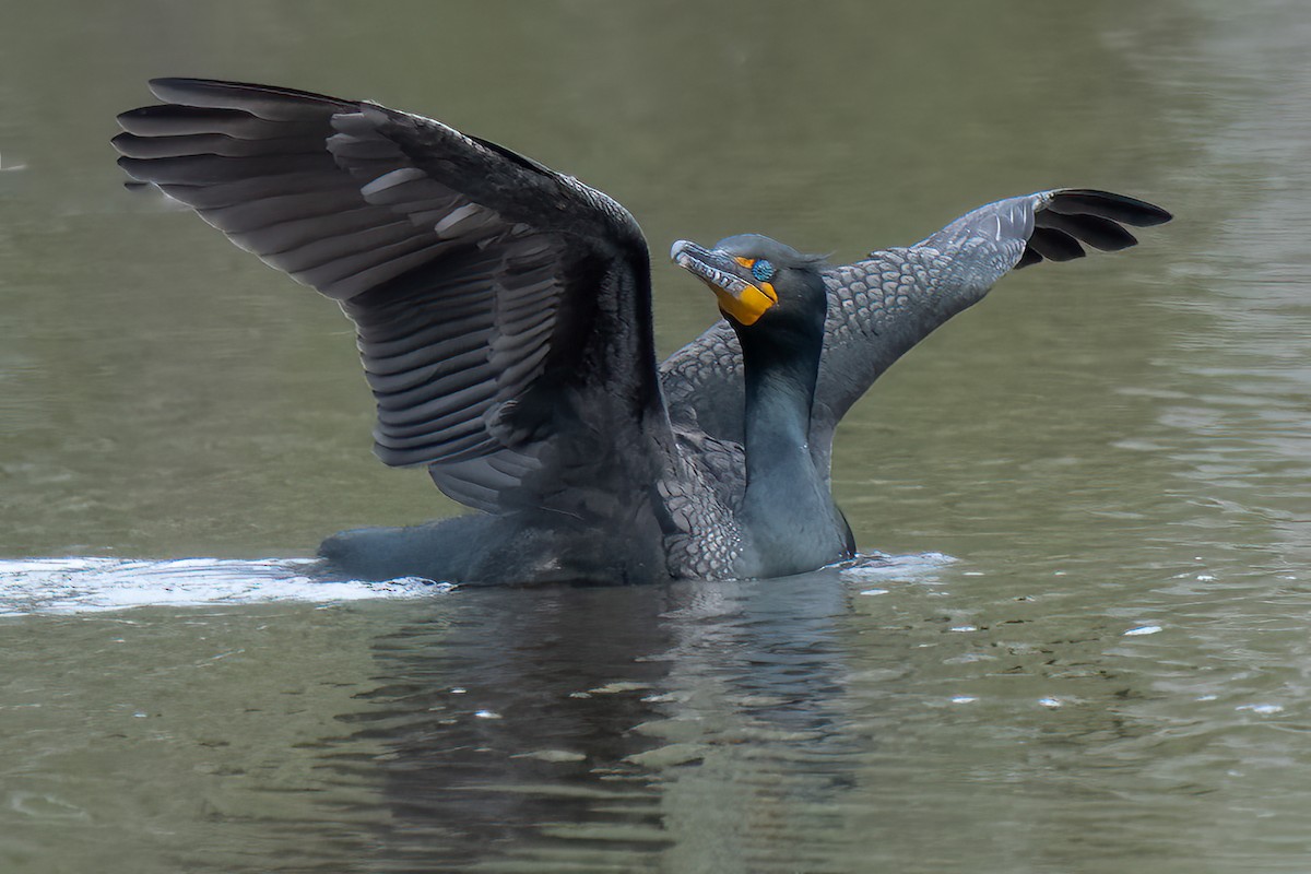 Double-crested Cormorant - ML438988711