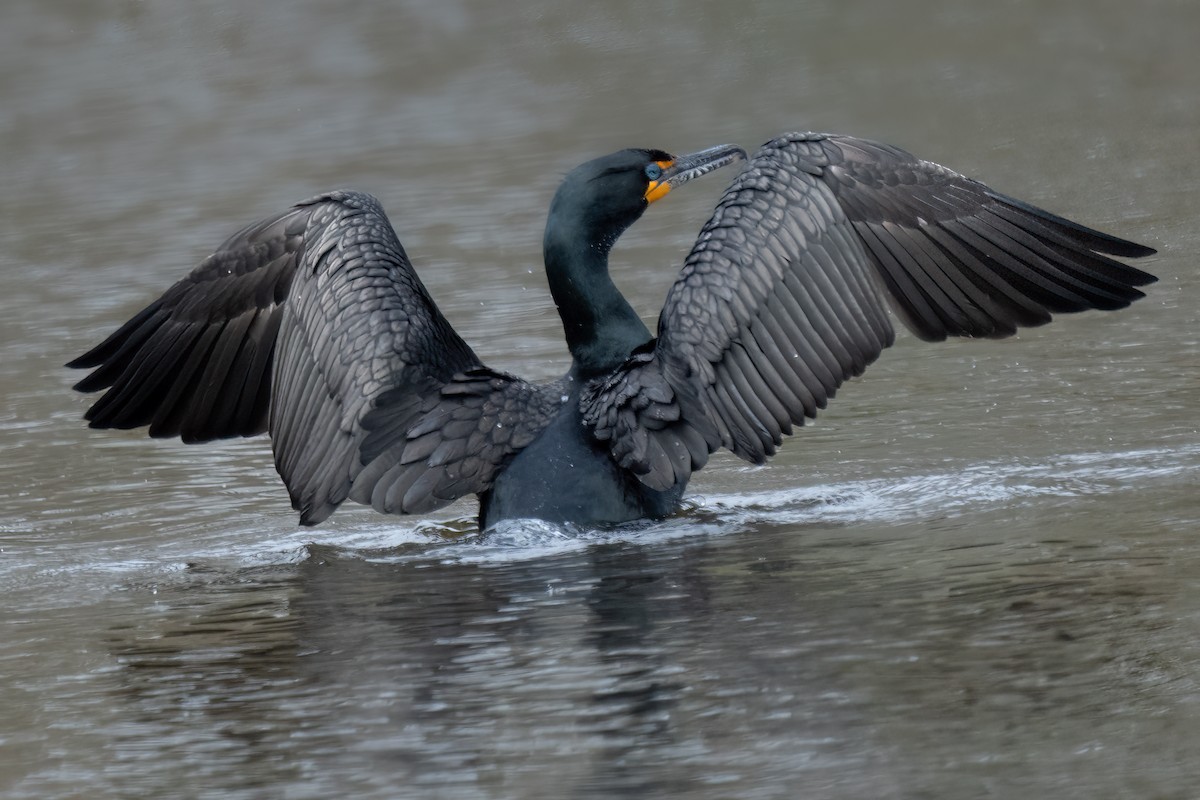 Double-crested Cormorant - ML438988731