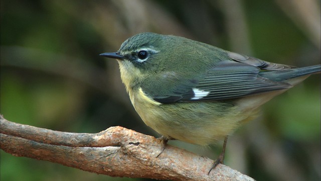 Black-throated Blue Warbler - ML438990