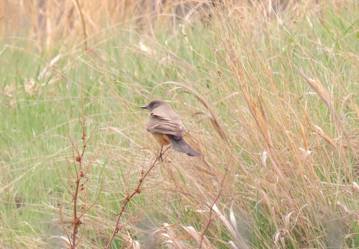 Say's Phoebe - Ted Floyd