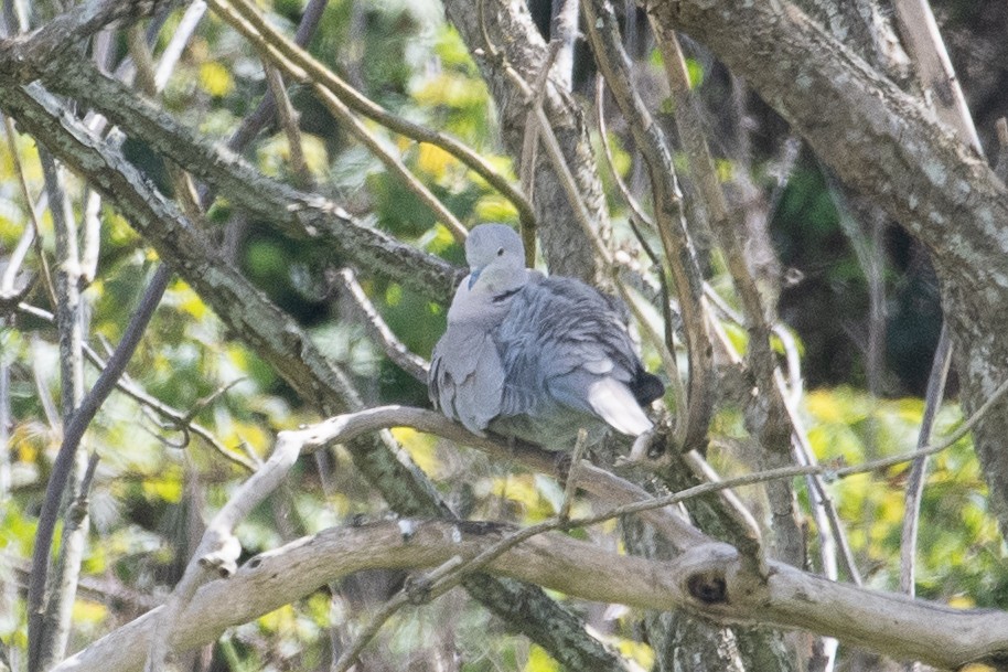 Eurasian Collared-Dove - ML438991211