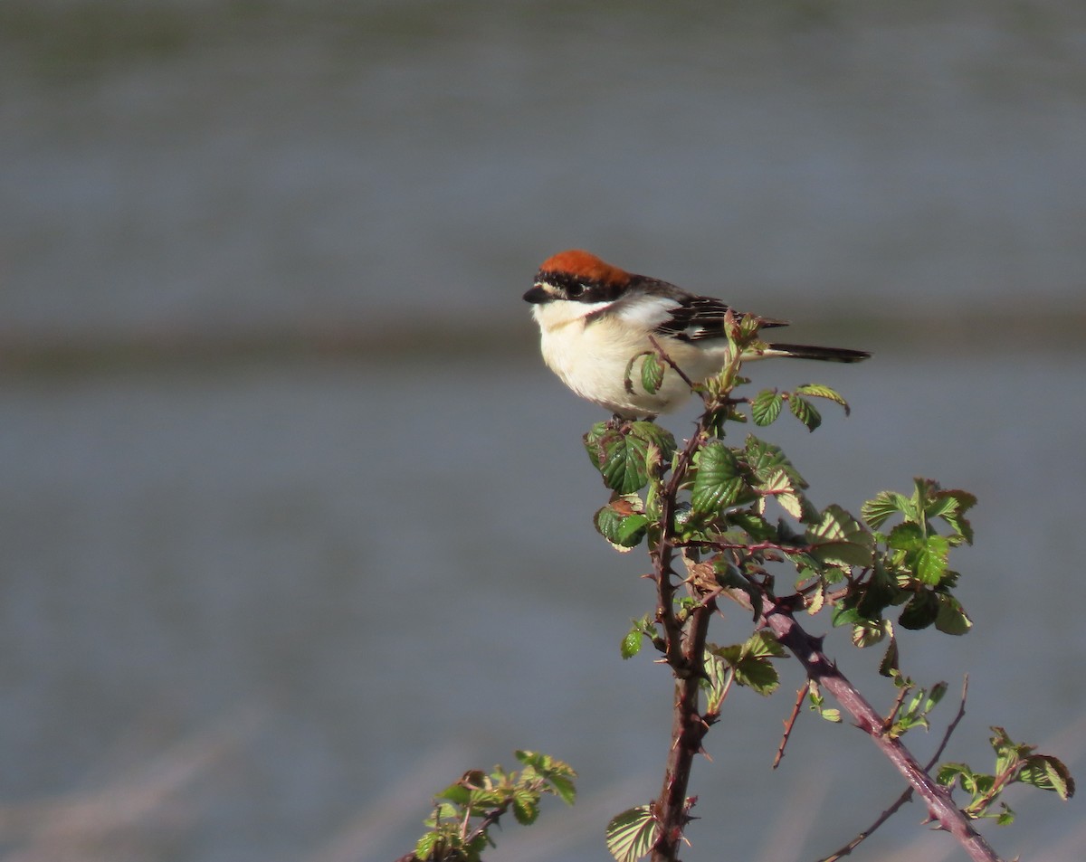 Woodchat Shrike - ML438991511