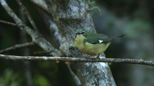 Black-throated Blue Warbler - ML438992