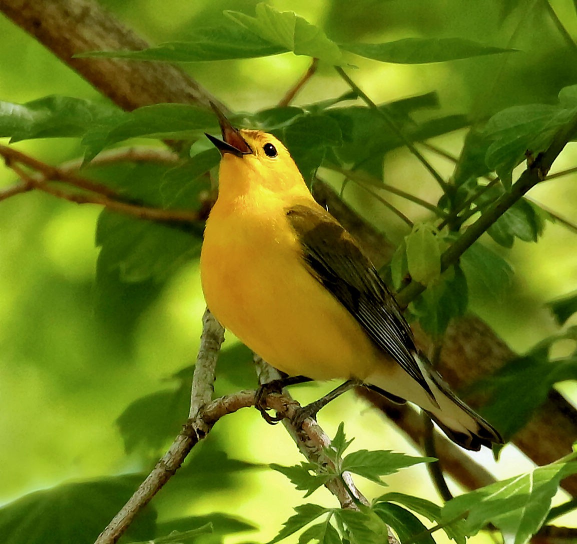 Prothonotary Warbler - ML438992011