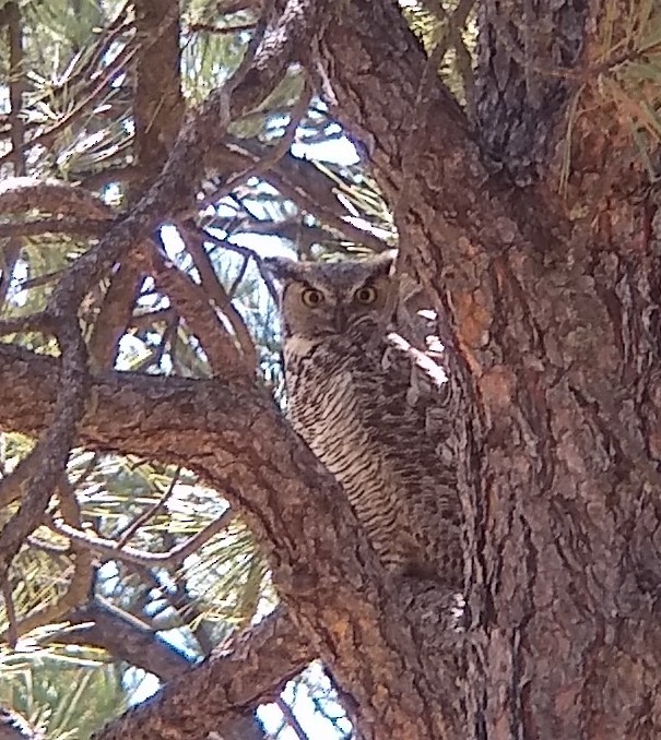 Great Horned Owl - ML438992161