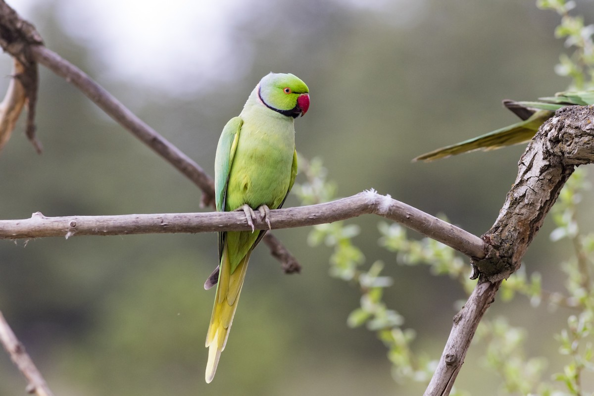 Rose-ringed Parakeet - Ümit Sevim
