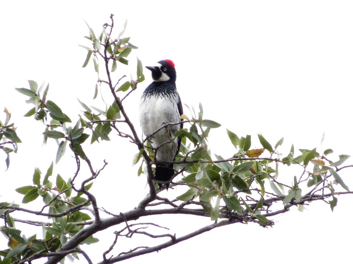 Acorn Woodpecker - ML43899381
