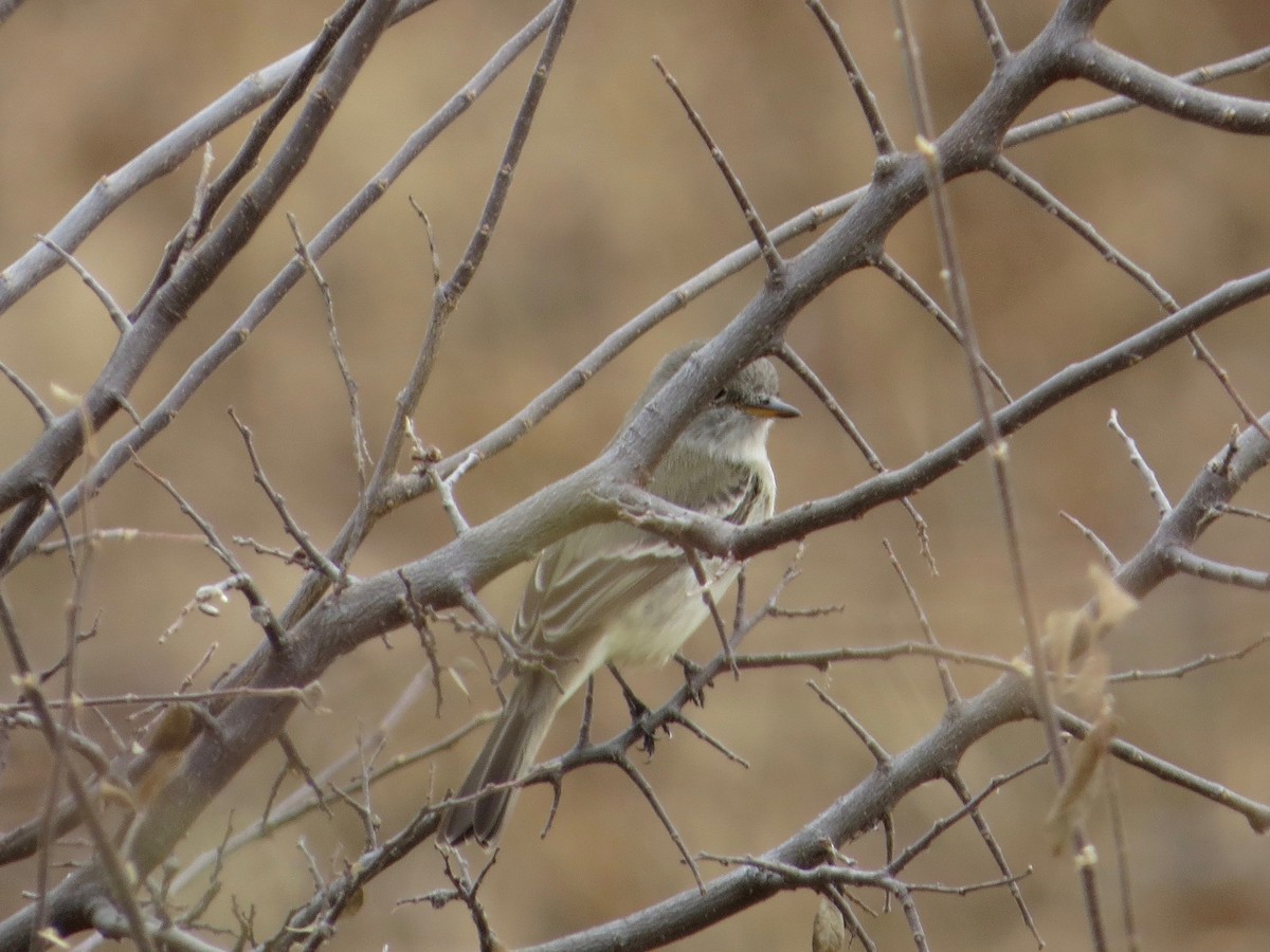 Gray Flycatcher - ML43899391