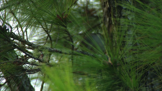 Cuban Solitaire - ML438995