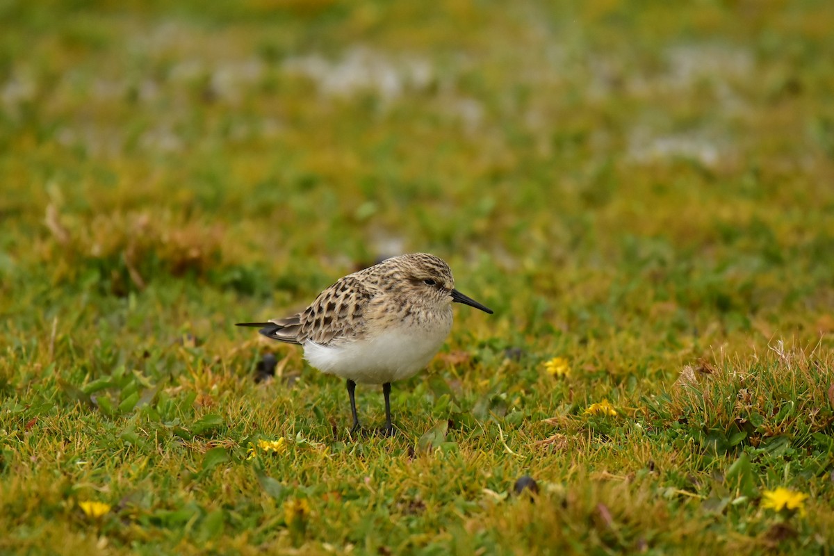 Baird's Sandpiper - ML438995061