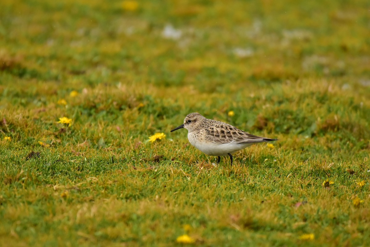 Baird's Sandpiper - ML438995071