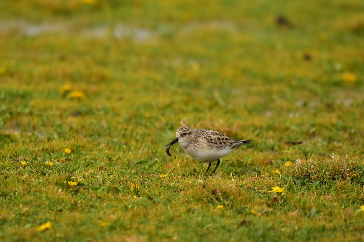 Baird's Sandpiper - ML438995081