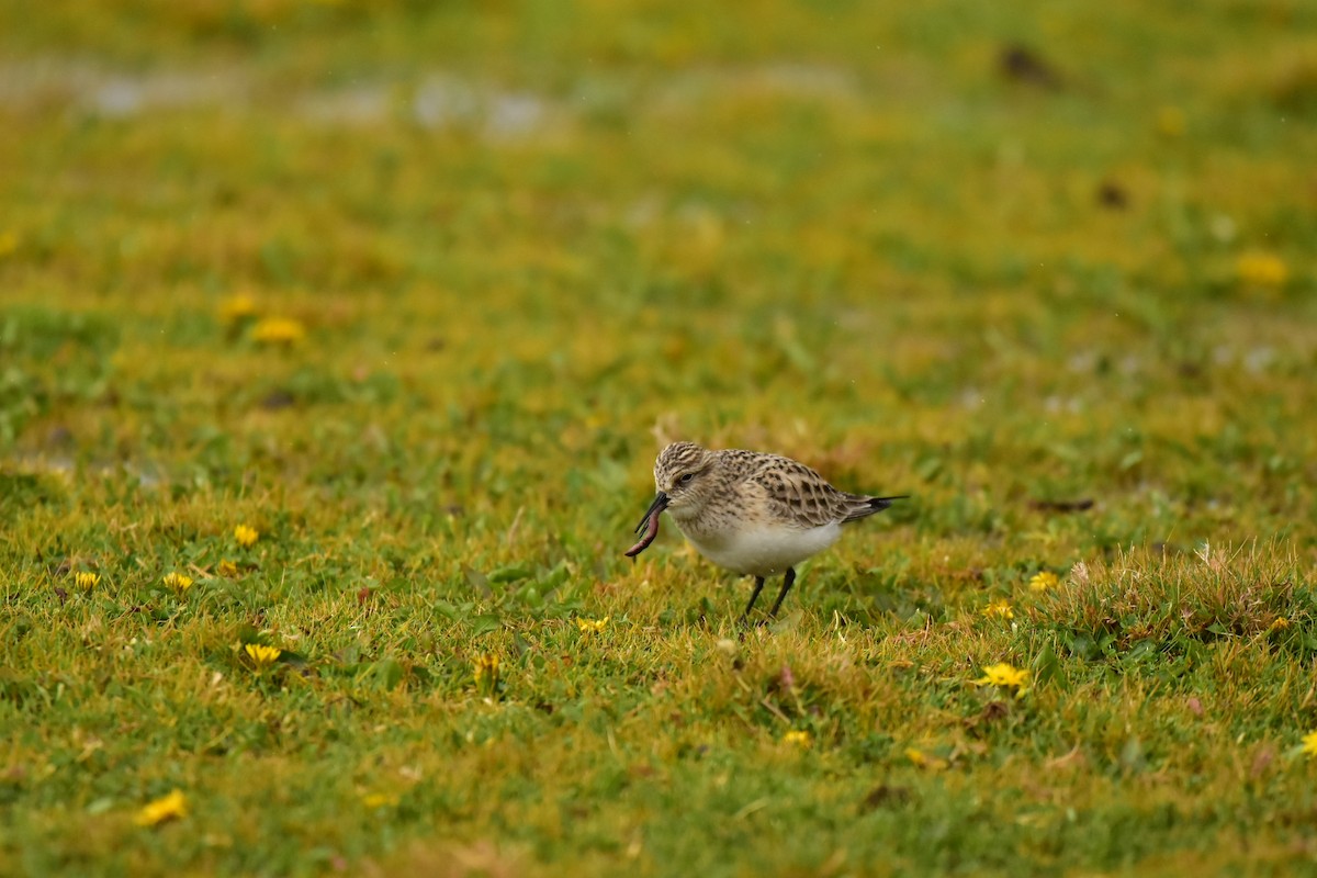 Baird's Sandpiper - ML438995121