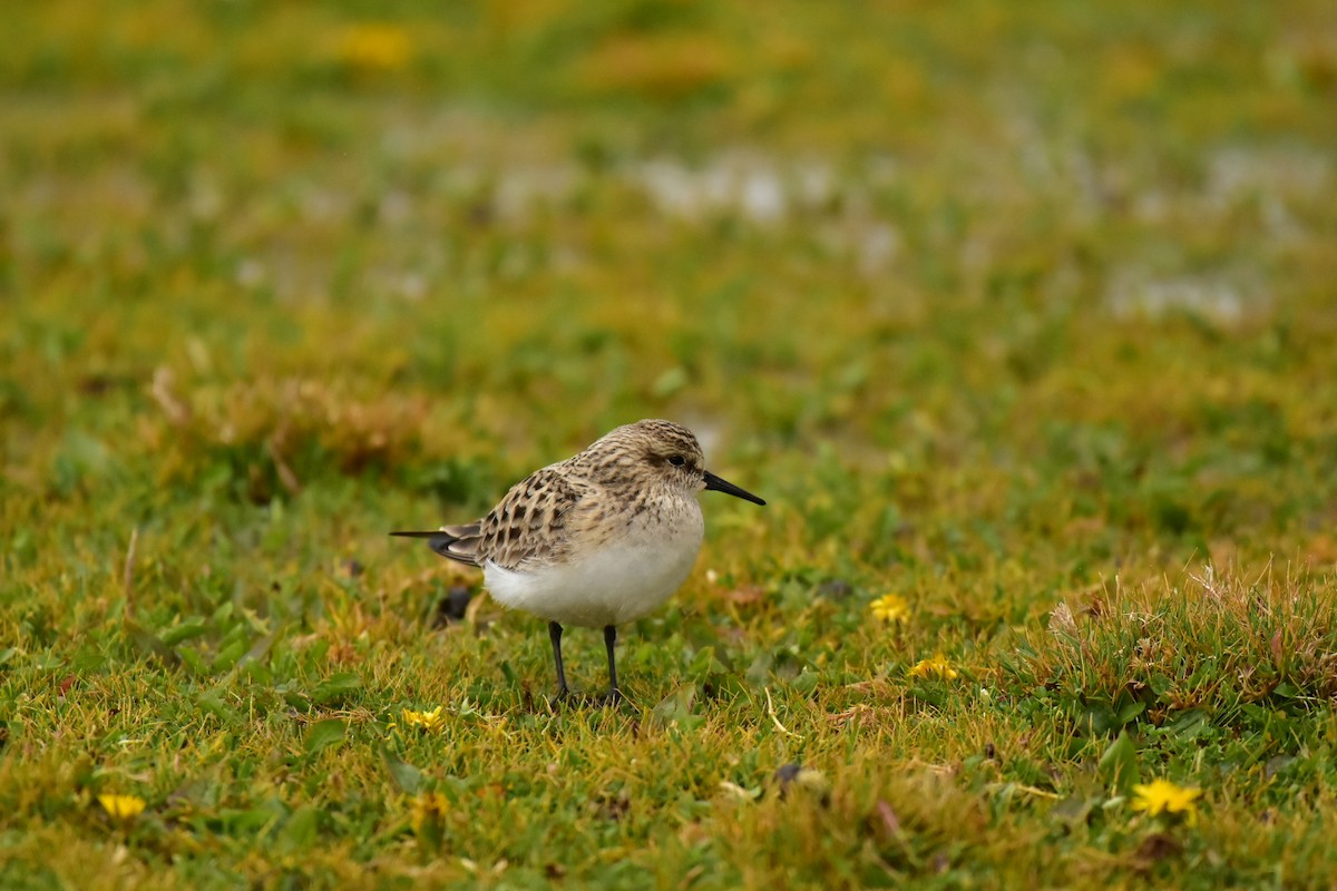 Baird's Sandpiper - ML438995131