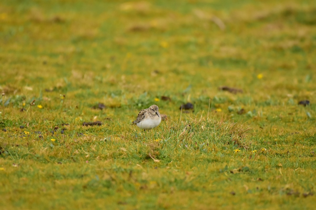 Baird's Sandpiper - ML438995151