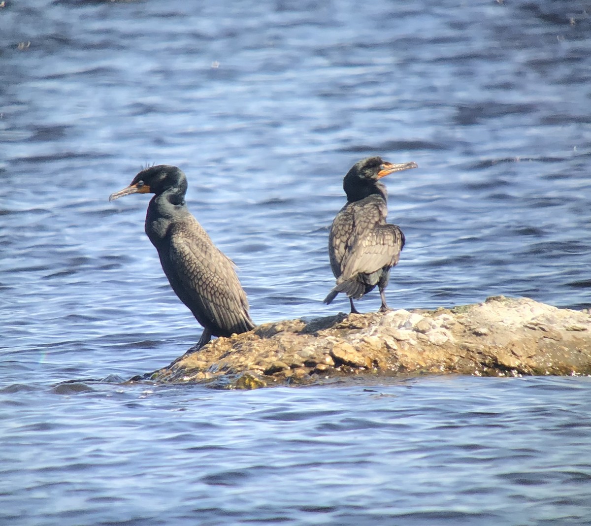 Double-crested Cormorant - ML438995251