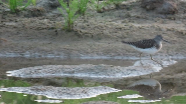 Solitary Sandpiper - ML438995741