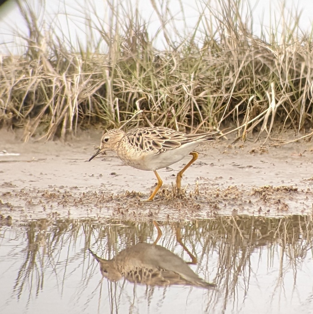 Buff-breasted Sandpiper - ML438995821