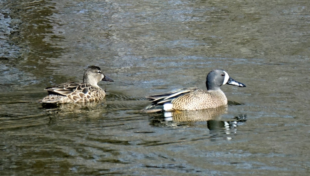 Blue-winged Teal - ML438995881