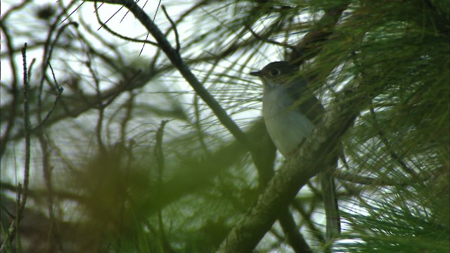 Cuban Solitaire - ML438996