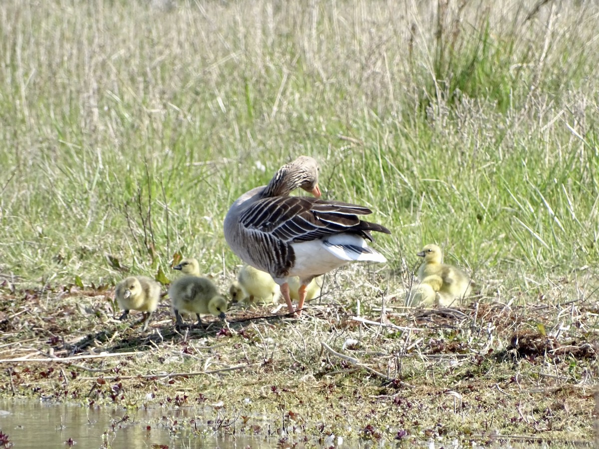 Graylag Goose - ML438996421