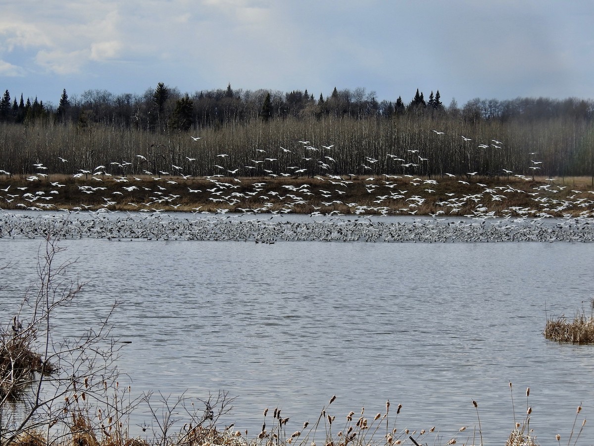 Snow Goose - ML438998761