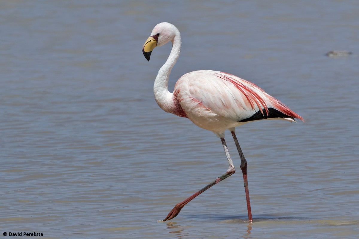 James's Flamingo - David Pereksta