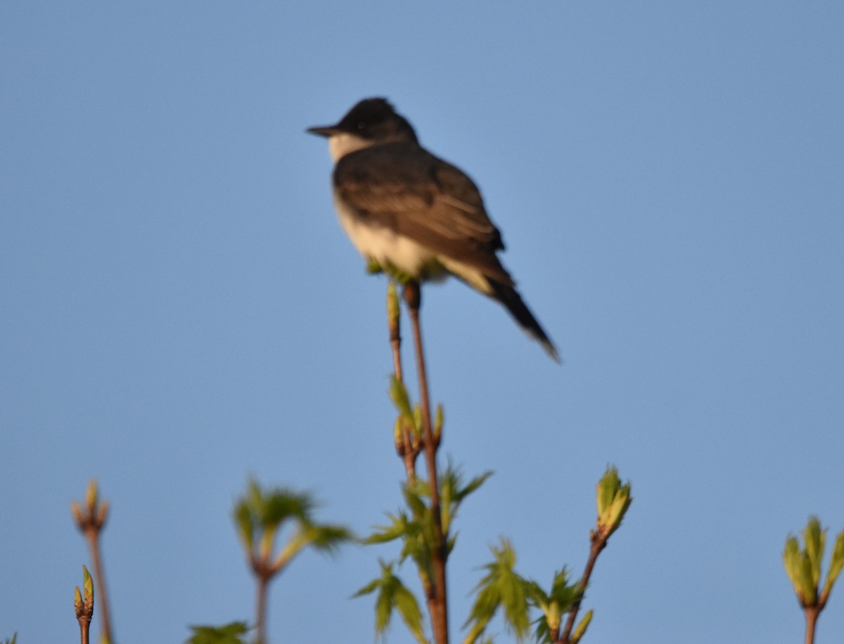 Eastern Kingbird - ML439001681