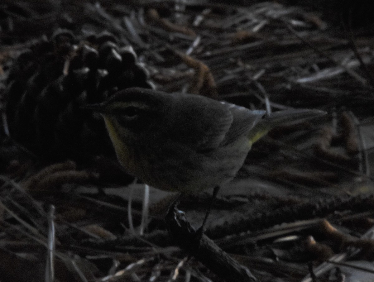 Palm Warbler - ML439002281