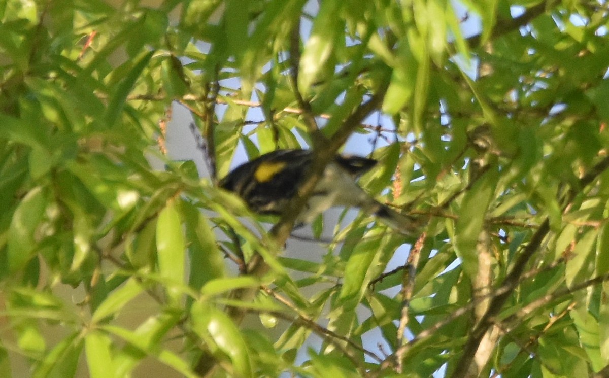 Yellow-rumped Warbler - ML439002311