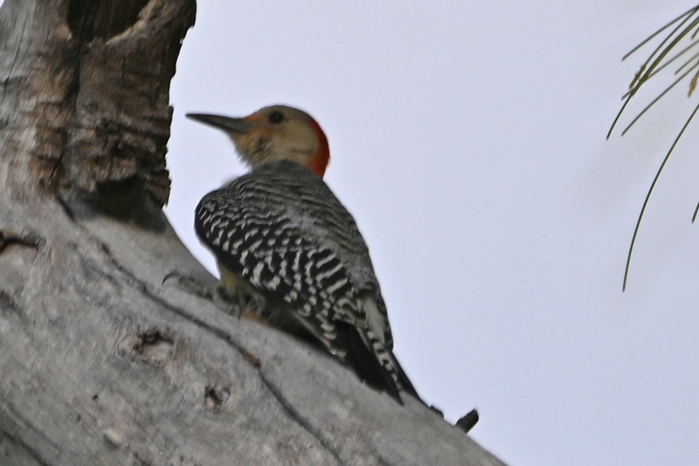 Red-bellied Woodpecker - ML439002521
