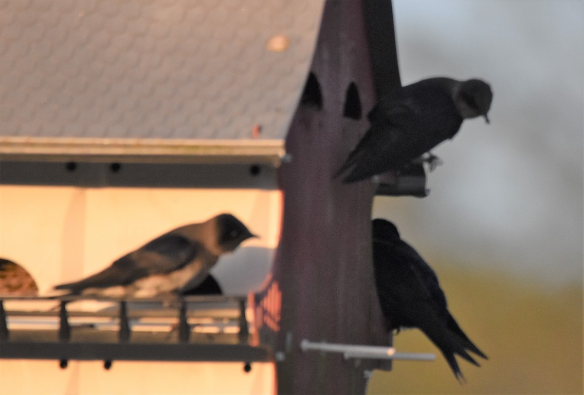 Purple Martin - ML439003331