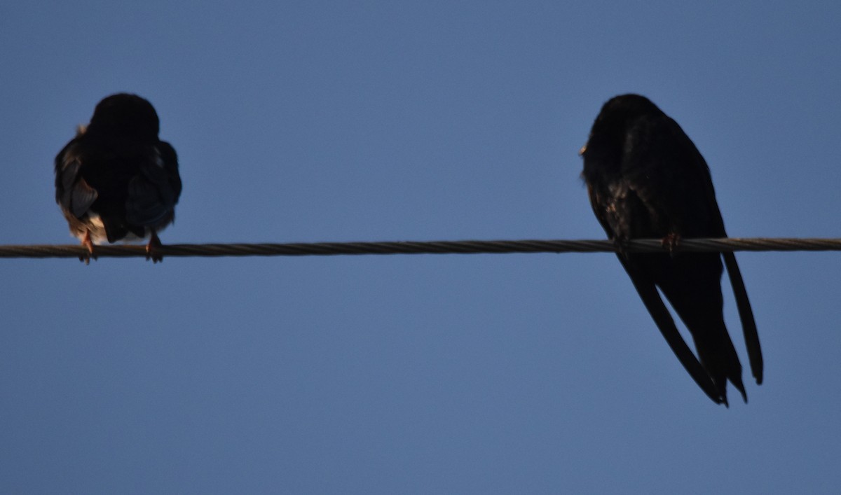 Purple Martin - ML439003361