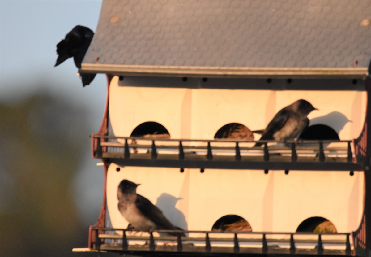 Purple Martin - ML439003381