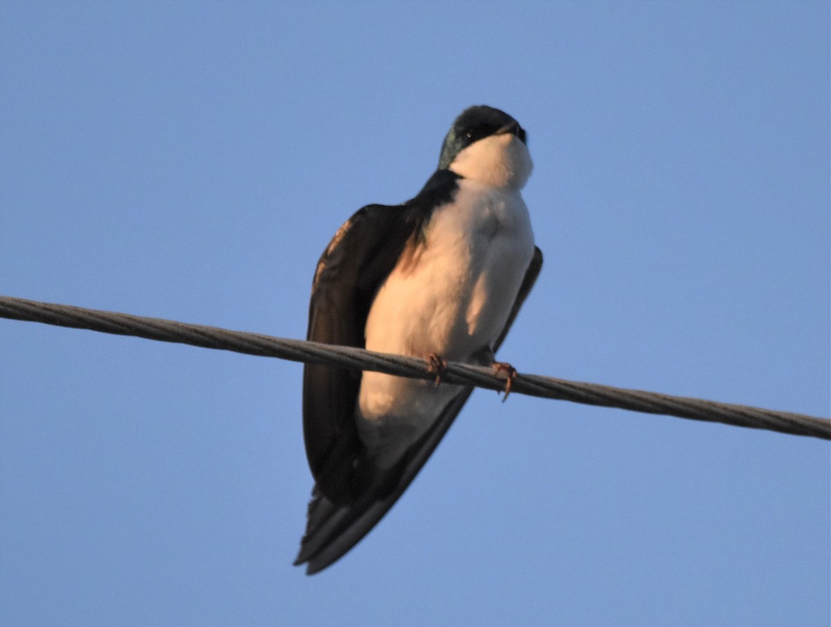 Tree Swallow - ML439003531