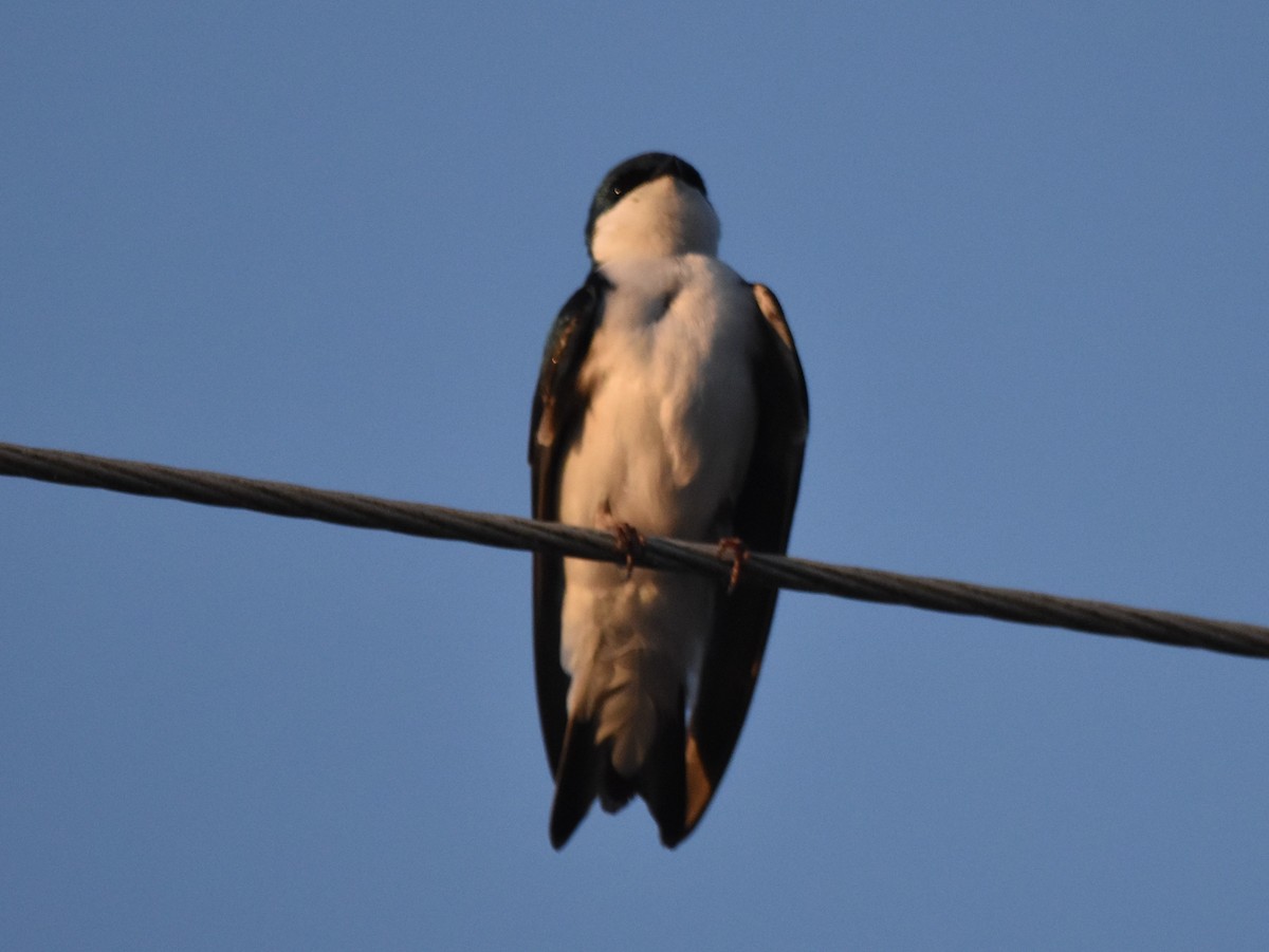 Tree Swallow - ML439003551