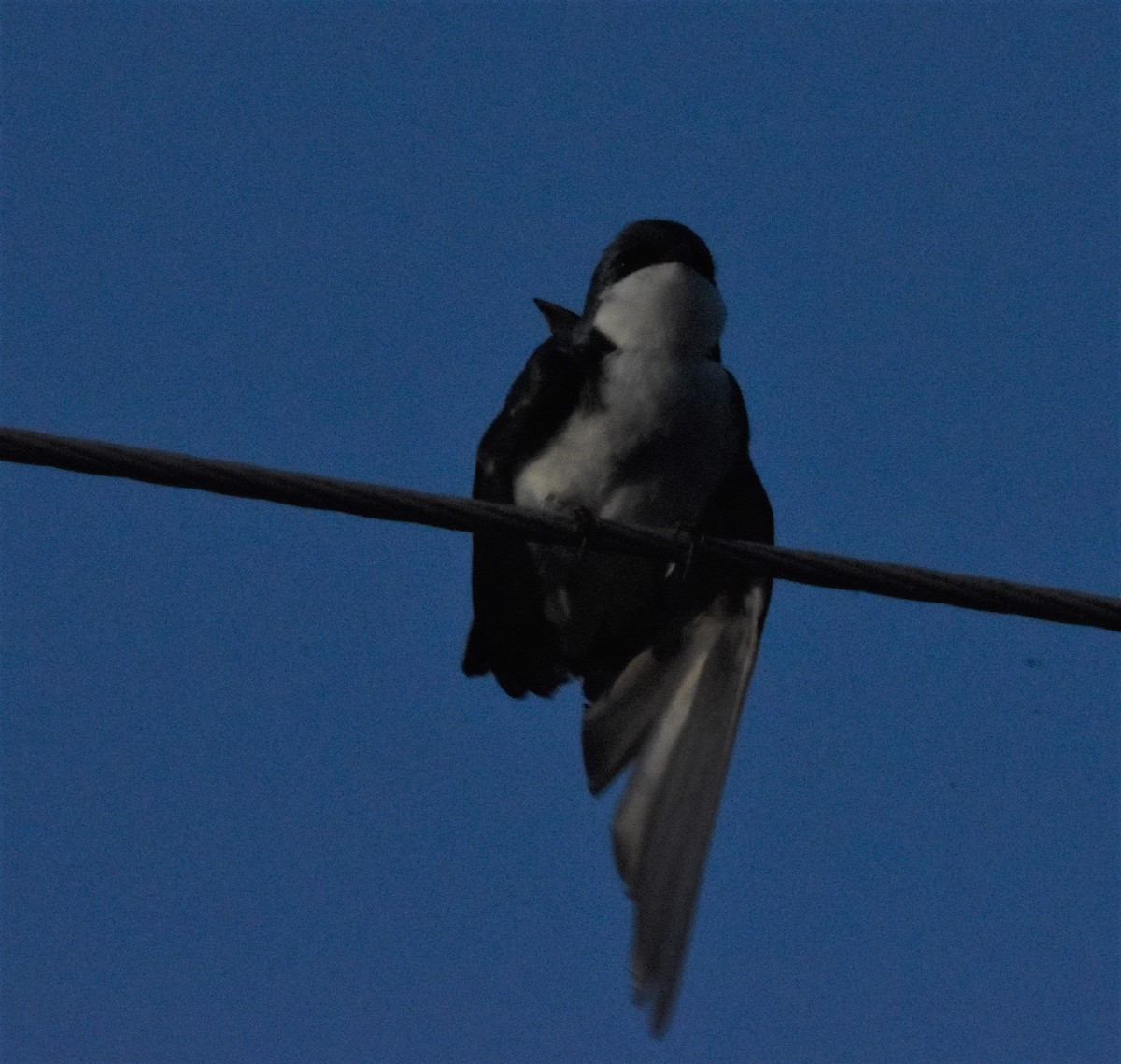 Tree Swallow - Gary Warner