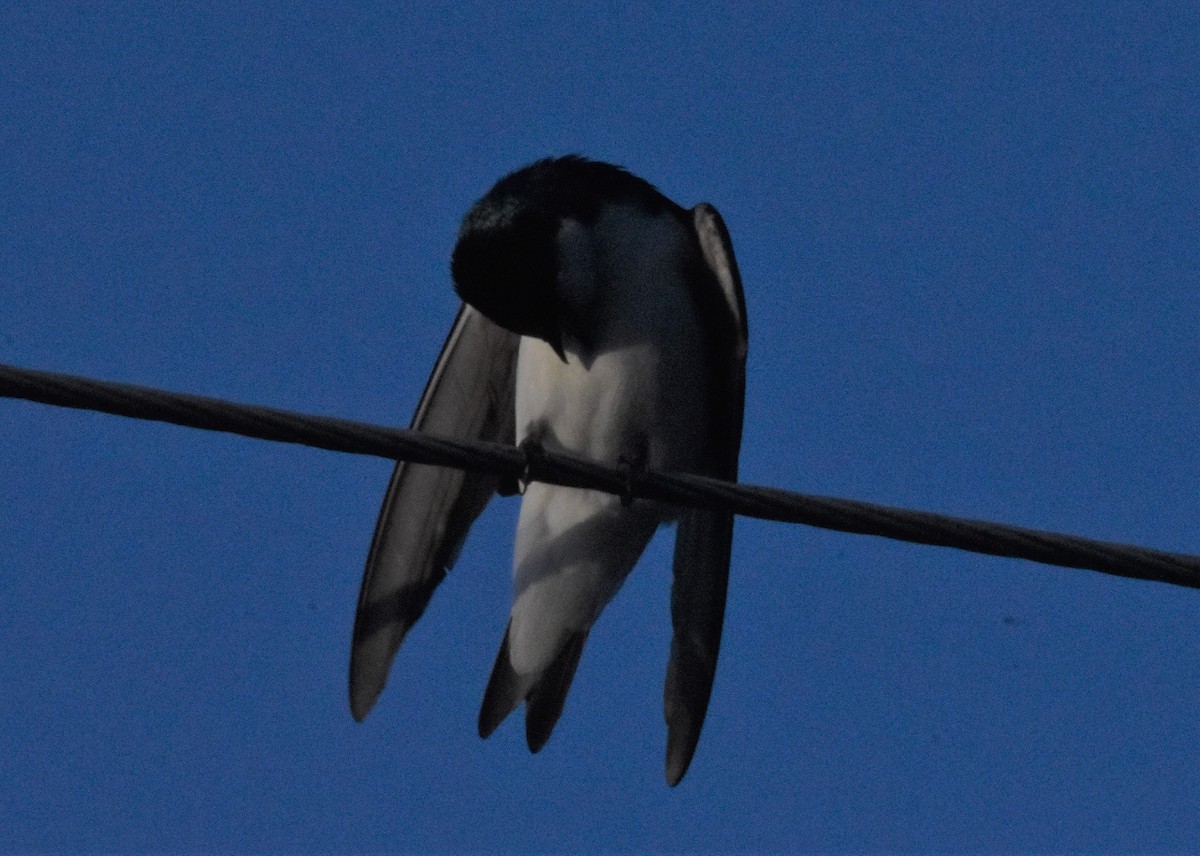 Tree Swallow - ML439003591