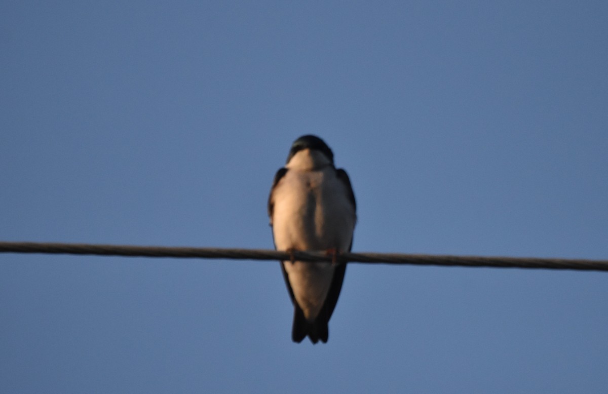 Tree Swallow - ML439003601